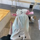 낭만 Dog | [여수 애견카페] 사랑하는 초코와 함께하는 여수여행은 낭만DOG과 함께