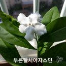 자스민