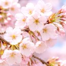 먼마루 벚꽃거리 문 | 김포 벚꽃 축제 명소 계양천 실시간 후기