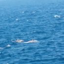울산의 참돌고래떼 1,500마리 이미지