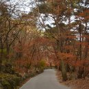 만추, 낙엽 지치다 지쳤다 - 용문산, 천사봉, 봉미산 이미지