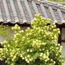테마5.1 Daum카페