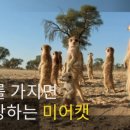 에덴미어캣프랜즈 이미지