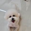 똥꼬발랄 이미지