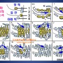 치아의 발생으로 알아보는 뼈나이/광주 성장클리닉 이미지