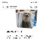 댕댕마을 이미지