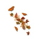짙어가는 가을(투명PNG 나뭇잎이미지 ) 이미지