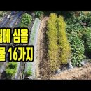 9월에 심는 가을 텃밭 작물 16가지 이미지