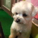 더쿠
