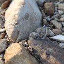 멸종위기 ‘흰목물떼새’ 담양하천서 집단 번식 이미지