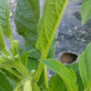 신가네농장 이미지