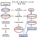 부신피로 관리 이미지