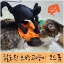 반짝이는 그루밍 하우스 | 할로윈 호박고양이 코스튬 - 다이소 고양이 강아지옷 내돈내산 (feat. 귀신 들린 고양이)