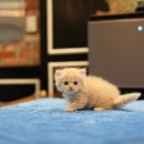 Premium 먼치킨 이미지