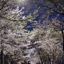 제민루(삼판서고택앞) | 경북 벚꽃길 가볼만한곳 영주 서천둔치 벚나무길에 꽃이 활짝