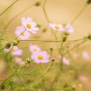 재매정길 이미지