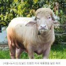 트럼프 닮은 물소 이미지