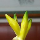 (주)황소