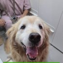 사랑할개 이미지