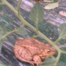 황금개구리 이미지