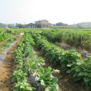 금천식당 이미지