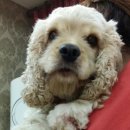 개네엄마 이미지