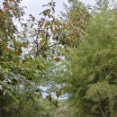 울주 대곡리 반구대 암각화 이미지