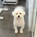 또왕또왕 Dog Salon 네이버블로그