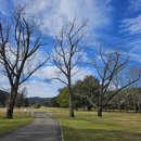 2775 | 시드니 근교 캠핑 천국, 야생 캥거루 수십마리가 반겨주는 Del Rio Resort 다녀온 후기