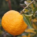 유자향기2 이미지