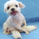 정아애견 이미지