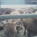 산골 한우농장 이미지