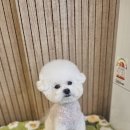 빠몽(PAWMONG) 네이버블로그