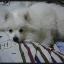 뽀삐뽀삐 이미지