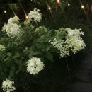 봉담삼육오웰의원 이미지