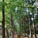 황토메타길 이미지