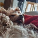 웰니스동물병원(수완점) 이미지