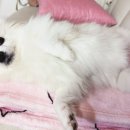 연두메디컬