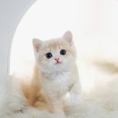 강서고양이분양 나비캣 네이버블로그