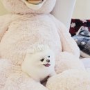 쁘띠애견미용실 | 인천애견미용 송도애견미용 강아지 미용실 쁘띠멍