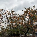 도진리95 이미지