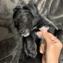 포포(For paw) 이미지