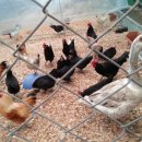 하마농장 이미지