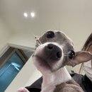 헤이뚜뚜 이미지