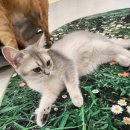 힐링요가 B팀 | [놀면묘하냥 녹번 은평점] 은평구 데이트코스