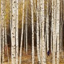 자작나무도서관 이미지