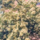 (상하)개화목장 이미지