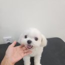 콩이콩이
