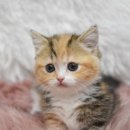 지앤포스캣 이미지