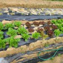 마땅농장 이미지